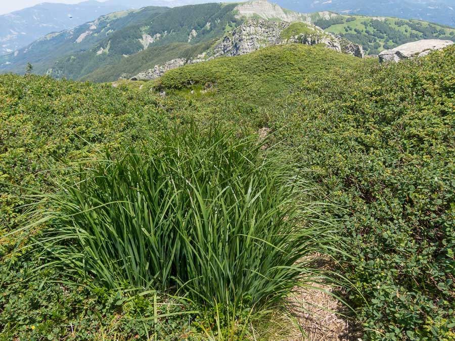 Poacea in crinale appenninico - cfr. Molinia caerulea